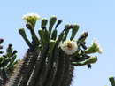 Carnegiea Gigantea
